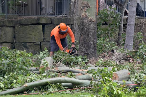 Aetna Estates, CO  Tree Services Company